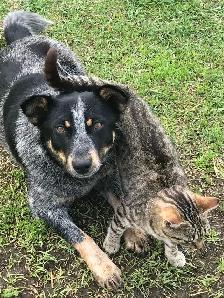 Blue Heeler - Photo 4