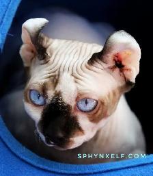 Blue Eyed Sphynx Elf Baby Girl