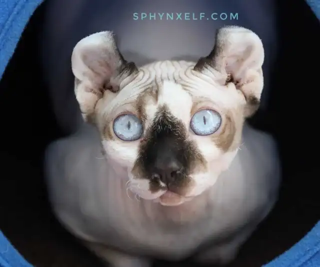 Blue Eyed Sphynx Elf Baby Girl - Photo 2