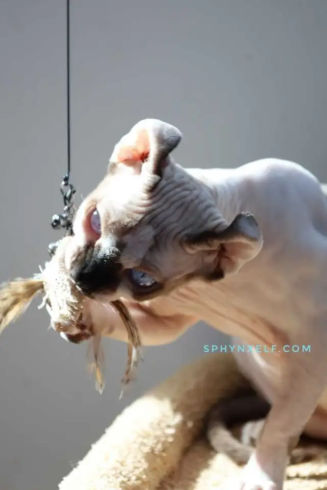 Blue Eyed Sphynx Elf Baby Girl - Photo 7