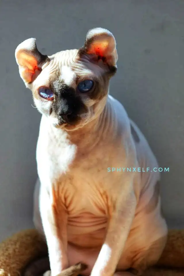Sphynx Elf Blue-Eyed baby Princes - Photo 4
