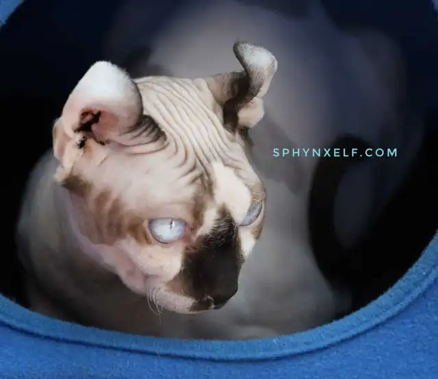 Sphynx Elf Blue-Eyed baby Princes - Photo 10