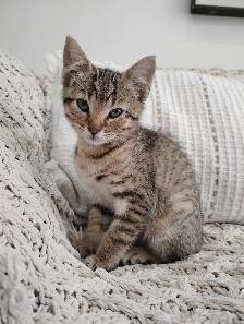 Chaton Bengal