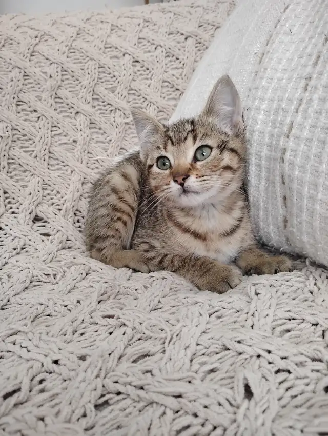 Chaton Bengal - Photo 3