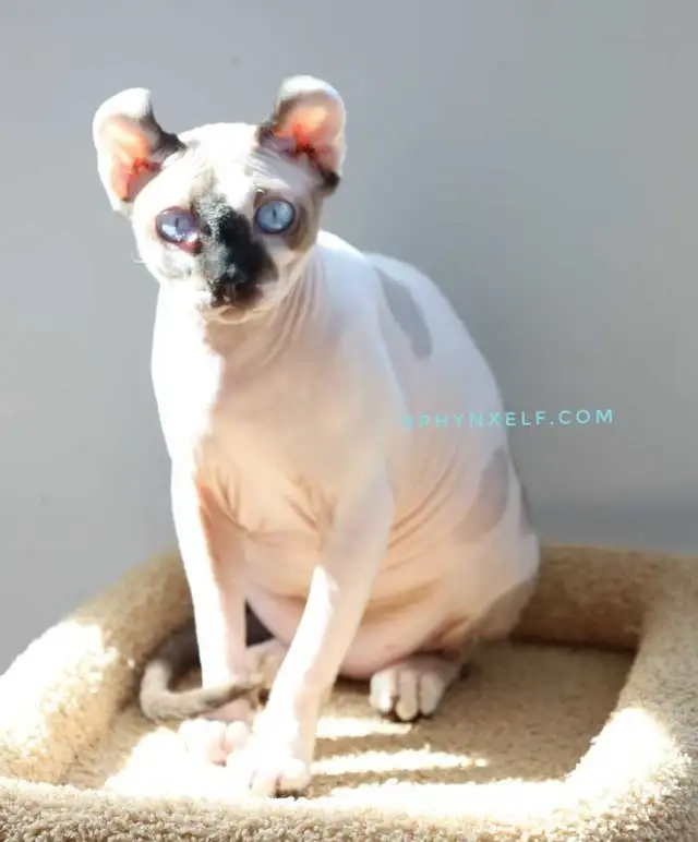 Pricess Sphynx Blue-Eyed Baby Sinty