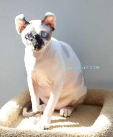 Pricess Sphynx Blue-Eyed Baby Sinty