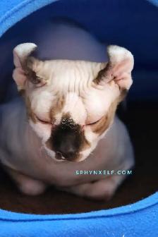 Pricess Sphynx Blue-Eyed Baby Sinty - Photo 3