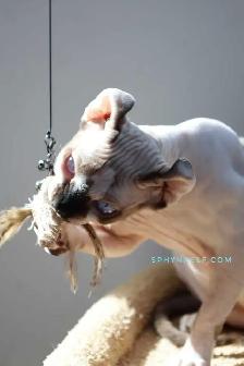 Pricess Sphynx Blue-Eyed Baby Sinty - Photo 5