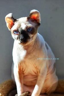 Pricess Sphynx Blue-Eyed Baby Sinty - Photo 7