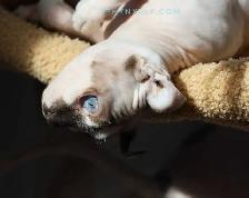 Pricess Sphynx Blue-Eyed Baby Sinty - Photo 8