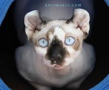 Pricess Sphynx Blue-Eyed Baby Sinty - Photo 9