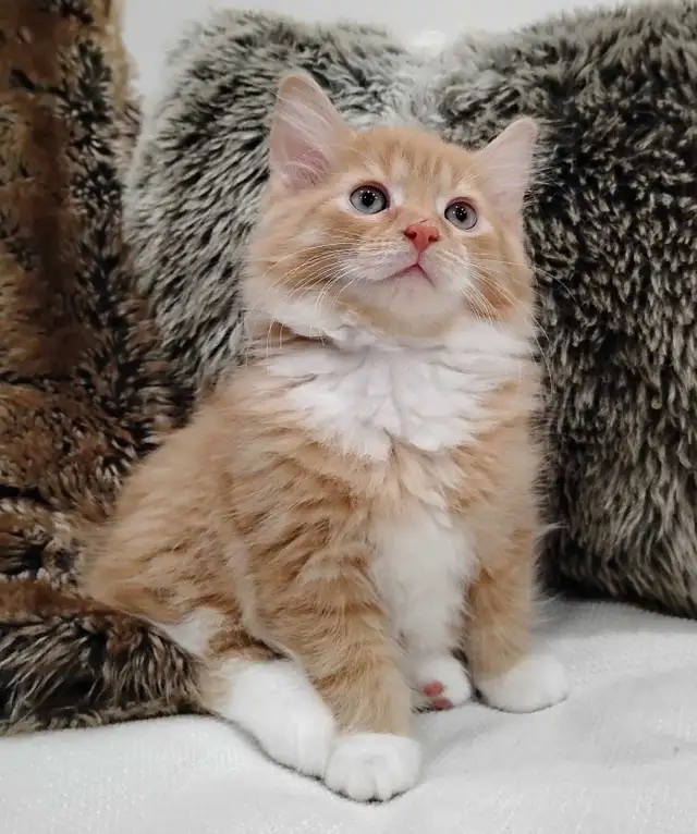 Chaton Sibérien hypoallergene - Photo 2