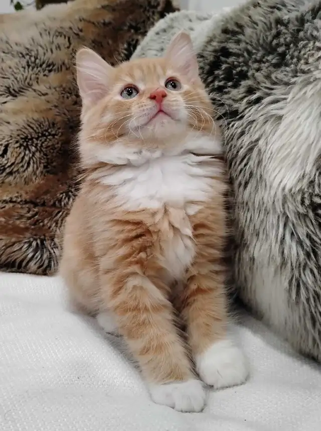 Chaton Sibérien hypoallergene - Photo 4