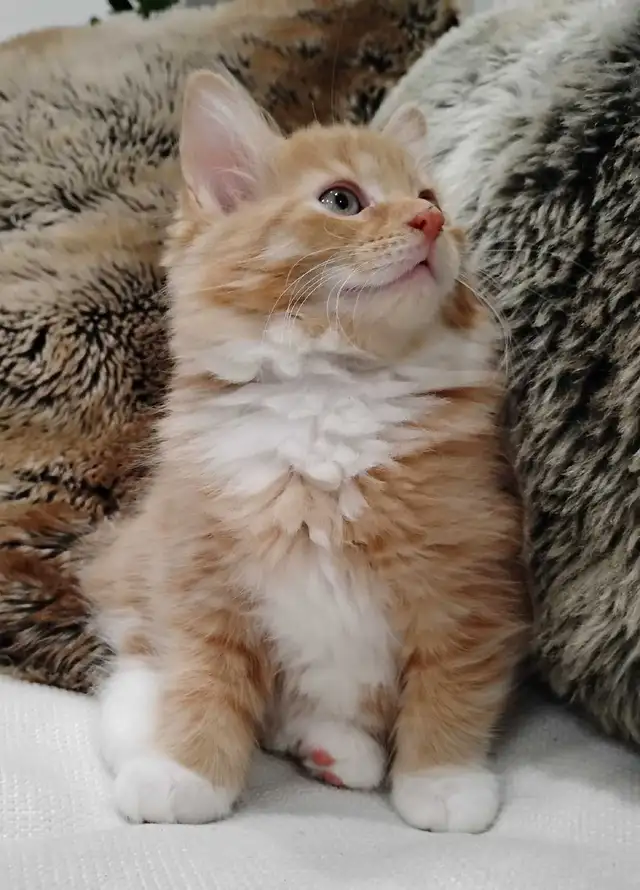 Chaton Sibérien hypoallergene - Photo 6