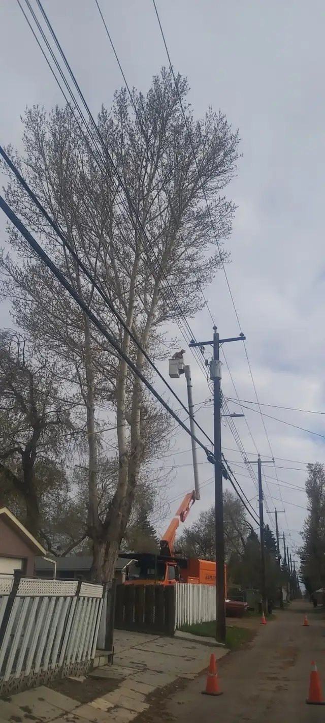 tree removal