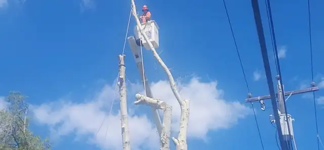 tree removal - Photo 2