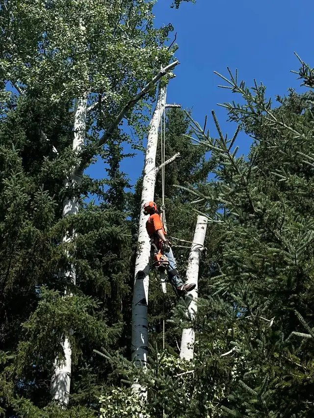 tree removal - Photo 3