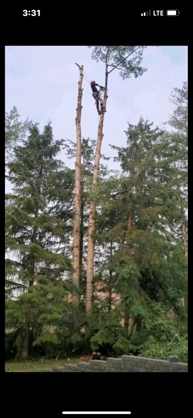 tree removal - Photo 4