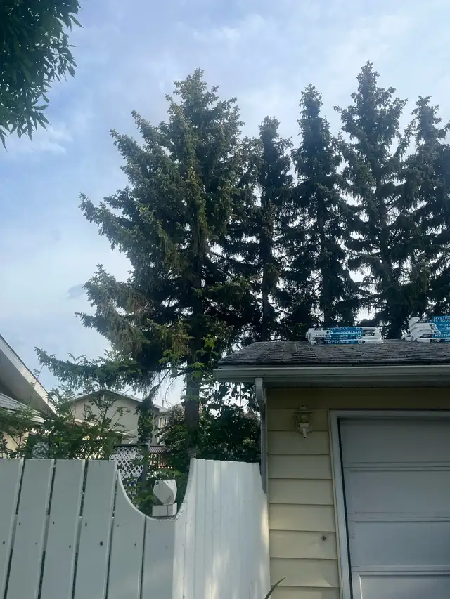 tree removal - Photo 5