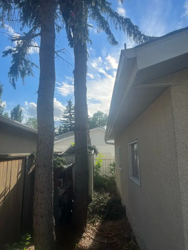 tree removal - Photo 6