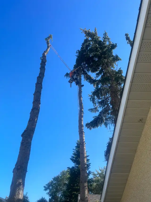 tree removal - Photo 7