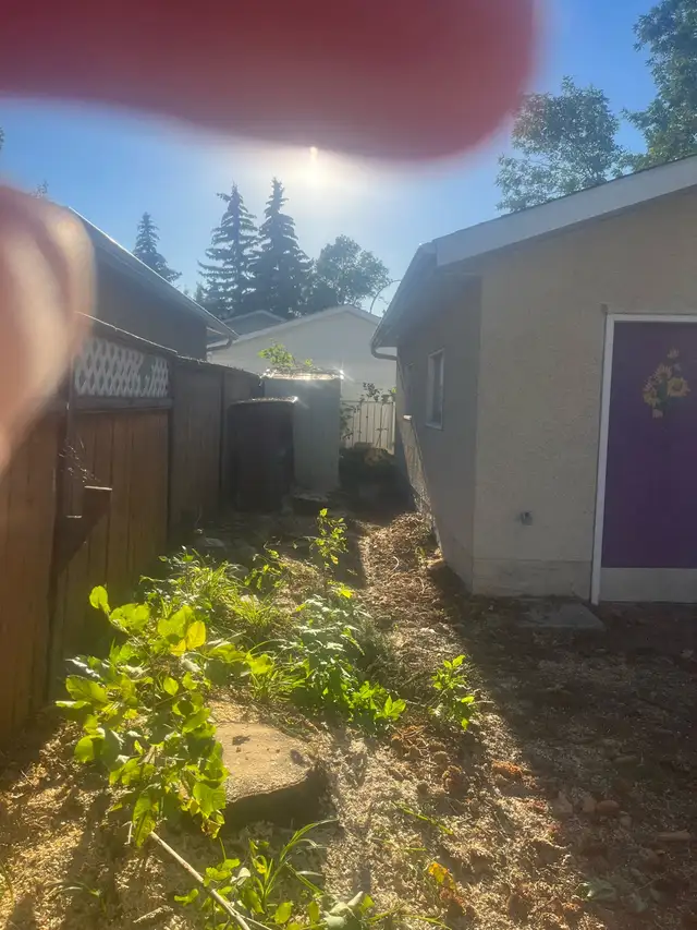 tree removal - Photo 8