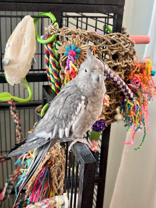 Cockatiel - Photo 2