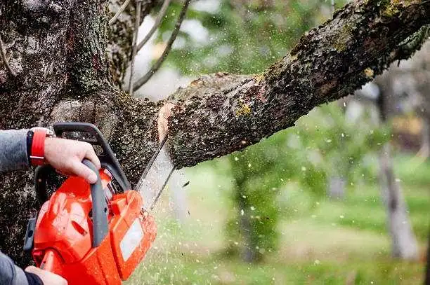 Tree removal and broken tree service