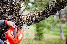 Tree removal and broken tree service