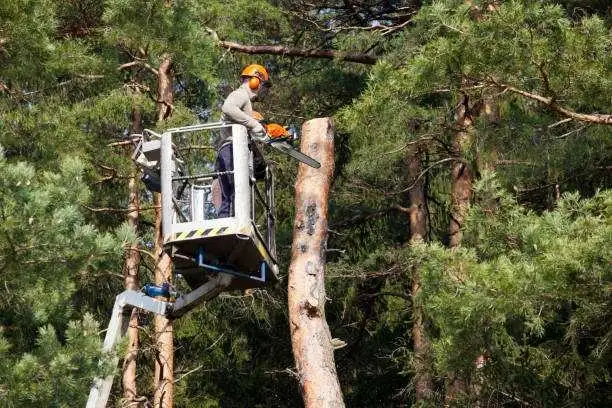 Tree removal and broken tree service - Photo 2
