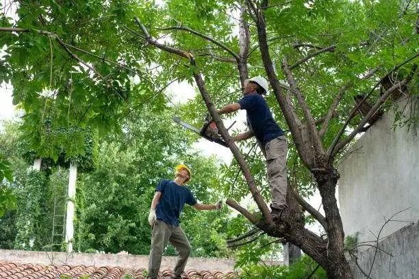 Tree removal and broken tree service - Photo 4