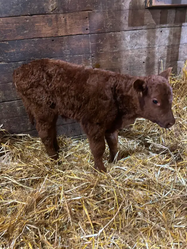 New born calves