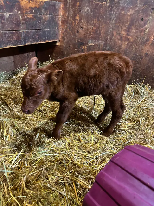 New born calves - Photo 2