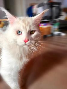 Chatons Maine Coon pure race à vendre