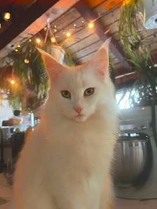 Chatons Maine Coon pure race à vendre - Photo 2