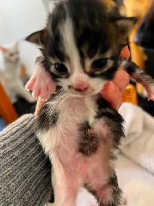 Chatons Maine Coon pure race à vendre - Photo 4