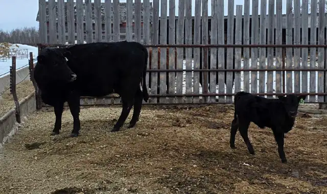 cow calf pair - Photo 2