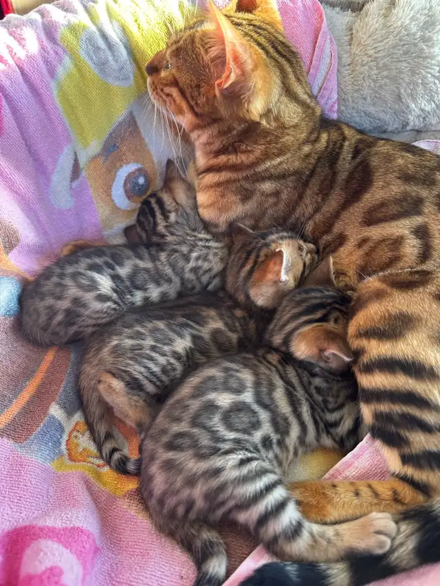 PUREBRED Bengal kittens