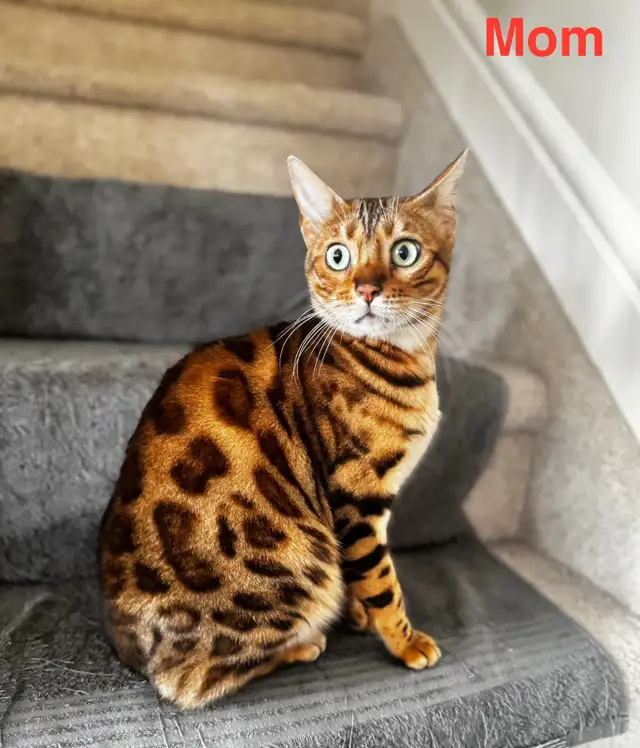 PUREBRED Bengal kittens - Photo 2