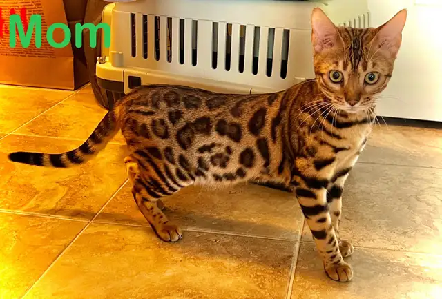 PUREBRED Bengal kittens - Photo 3