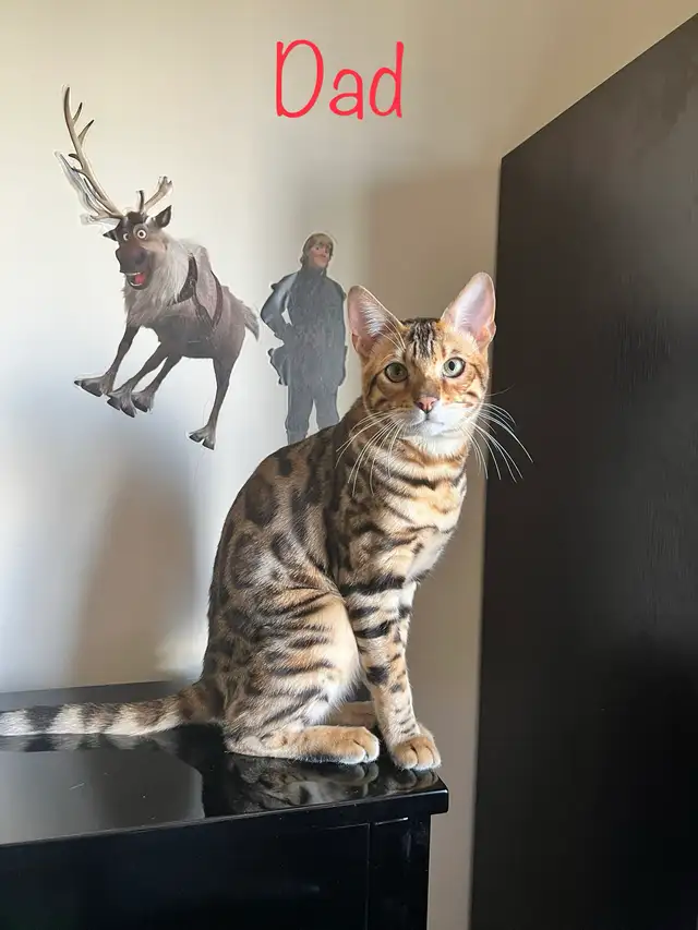 PUREBRED Bengal kittens - Photo 4