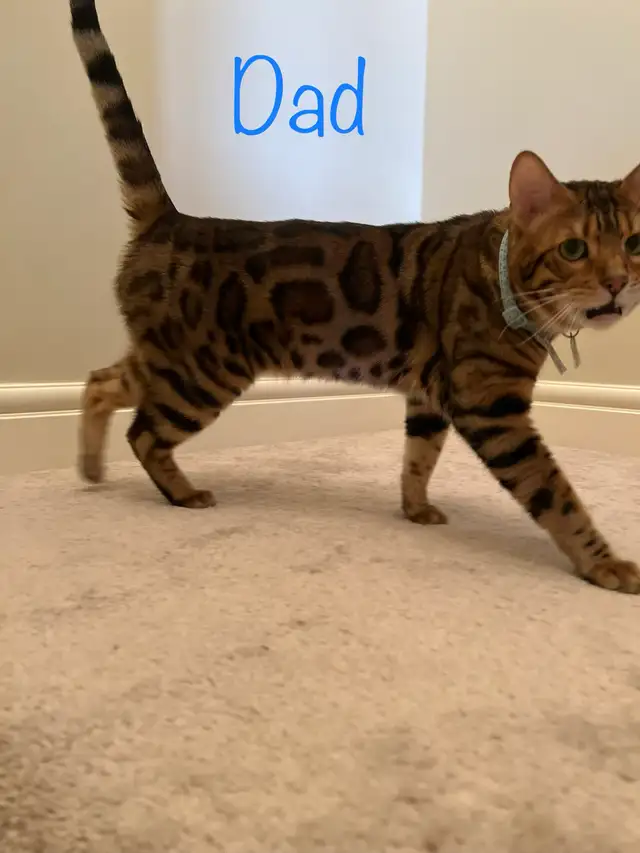 PUREBRED Bengal kittens - Photo 5