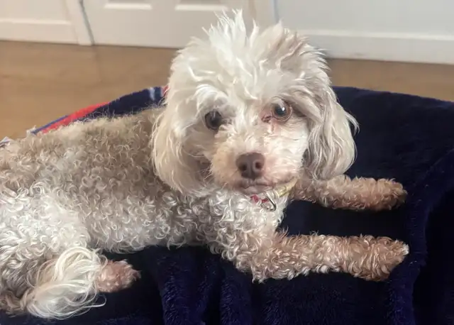 petite caniche toy à vendre