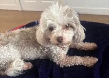 petite caniche toy à vendre