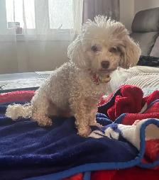 petite caniche toy à vendre - Photo 2