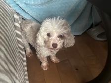 petite caniche toy à vendre - Photo 3