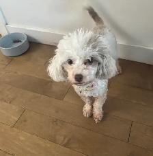 petite caniche toy à vendre - Photo 4