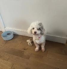 petite caniche toy à vendre - Photo 5