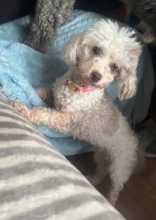 petite caniche toy à vendre - Photo 6