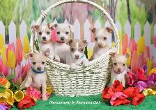 Easter and Spring Family/Pet Portrait Days, Eastern Ontario